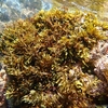 能登産海藻 褐藻 エゾノネジモク (Sargassum yezoense)