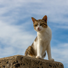 隣県西部離島のねこさん