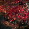 仙台堀川公園紅葉が池の紅葉