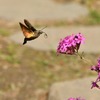 ホシホウジャク
