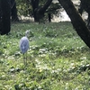 府立植物園で見たサギ