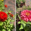 ジニア（ヒャクニチソウ）　花はマリーゴールドによく似ていて，原産地も同じメキシコ．長く花を楽しめる点も同様．ジニアはマリーゴールドより花の色のバリエーションは豊富で，見分けるときに最も役立つのが葉の形状．ジニアはマリーゴールドよりヒマワリに近縁で，先細りの尖った楕円形で，縁は滑らかな葉をもつ点でヒマワリと似ています．それに対し，マリーゴールドはコスモスに近い葉の形状をもちます．