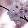 桜を求めてフラフラと