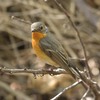 砲台山公園の野鳥を紹介（２０２０　０５１０）その２。 