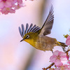河津桜にメジロ遊ぶ––今年も春の妖精・サクラジローがやってきた！