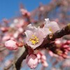 一富士二鶯三桜の柳瀬川回廊