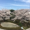 【今週の現地説明会】"桜＝春"という心地よさ【武蔵浦和駅の桜】