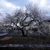 「朝の梅」もう開花