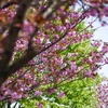 八重桜満開～！