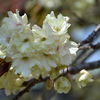 さまざまな桜「鬱金桜（ウコンザクラ）」