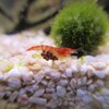 ホロホロシュリンプ飼ってみた　その2