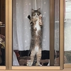 元気なのは猫たちだけ！の日曜日。