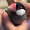 しっかりたべて明日もげんき