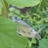 子育てに忙しいカワセミのお父さん