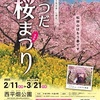 『早咲き桜』を見てきました。