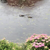 雨降る川面の鴨と紫陽花20250612