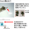 Fisheries science goro⑤　養殖で大事なワムシという餌