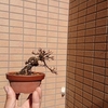 楡ケヤキを植え替え整える