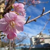 まんぼぅくん、都心の桜を探して！　新木場　その5