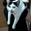 登場猫紹介　その４