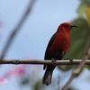 ミクロネシアミツスイ(Micronesian Honeyeater)