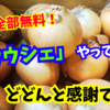 無料でGET！カウシェで育てた国産玉ねぎ☆全部で何個入ってた？感謝と感動が止まりません！！
