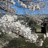 加治川治水記念公園（新発田市）の桜 2023 (4/1)