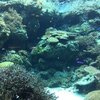 沖縄の旅～名護・沖縄美ら海水族館～そして札幌へ【最終回】