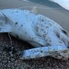 伊良湖サーフからのライトショアジギングで青物釣れてます！