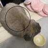 一向に終わらないうさぎのつきの換毛