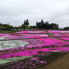 羊山公園 芝桜の丘（秩父）
