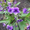 路傍の花