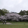 出雲大社に桜咲く。（旅するニッポン、春たけなわ；その25）