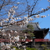 江戸東京桜散歩①🌸『上野公園さくら通り～清水観音堂～不忍池辯天堂』