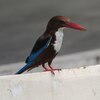 アオショウビン(White-throated Kingfisher)その１