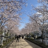 鎌倉ハイキング　鶴岡八幡宮と建長寺と源氏山公園の桜を見に行く　2023.3.29