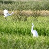 秋の田の白鷺