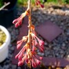 桜開花が…え？虫？❗藤･八重黒龍　蕾発見