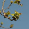 花梨の新芽