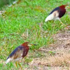 鮮やかな夏羽の珍鳥　ばっちり激写　アカガシラサギの群れ　沖縄・国頭村の高校2年生