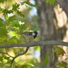 野鳥撮影日記（令和元年11月④）