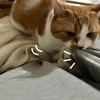 ふみふみタイムに飼い主のスウェットをお供にして。