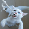 子猫と過ごした二週間