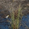 キガシラセキレイ Citrine Wagtail