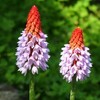 咲くやこの花館、高山植物室