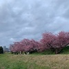 河川敷の早咲きの桜