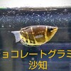 チョコレートグラミー沙知の物語―生き抜く―