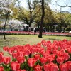 平和公園で花見