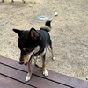 黒柴 🐶 つん