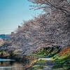 静かな朝に出会う水辺の桜ロード2025（愛知）